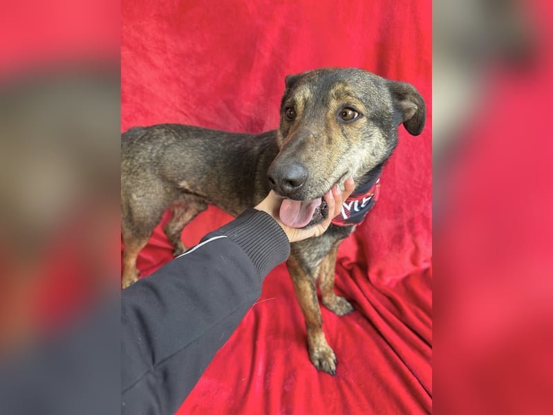 Camping - Sportlicher, verschmuster Begleiter sucht aktives Zuhause