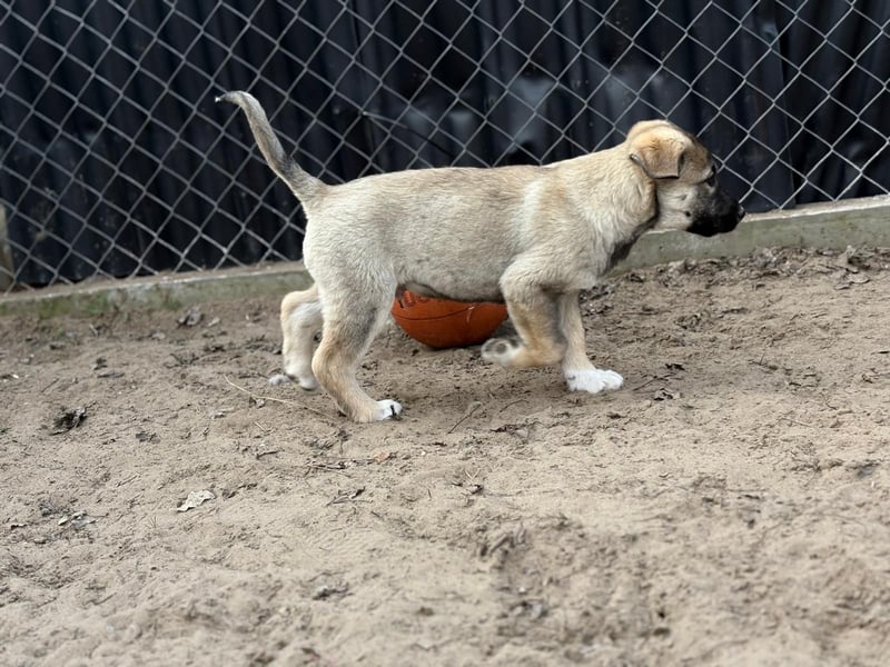 Nacho - Verspielter Welpenjunge möchte die Welt entdecken