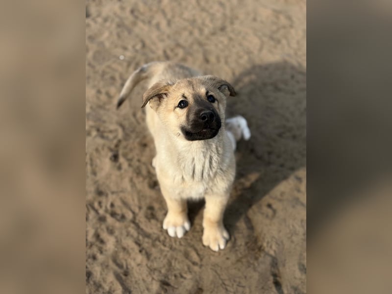 Nash - verspielter Welpe sucht liebevolle Menschen