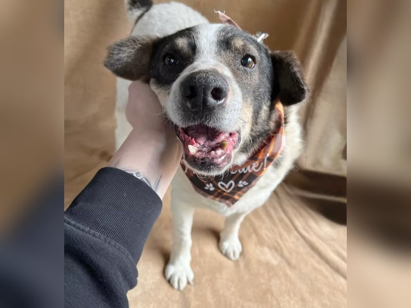 Kaspian - Sanfter Senior sucht liebevolles Zuhause zum Ankommen