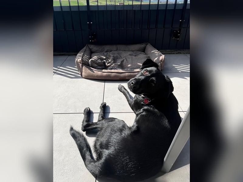 Ouzo - ausgeglichener Rüde sucht einfühlsames Zuhause