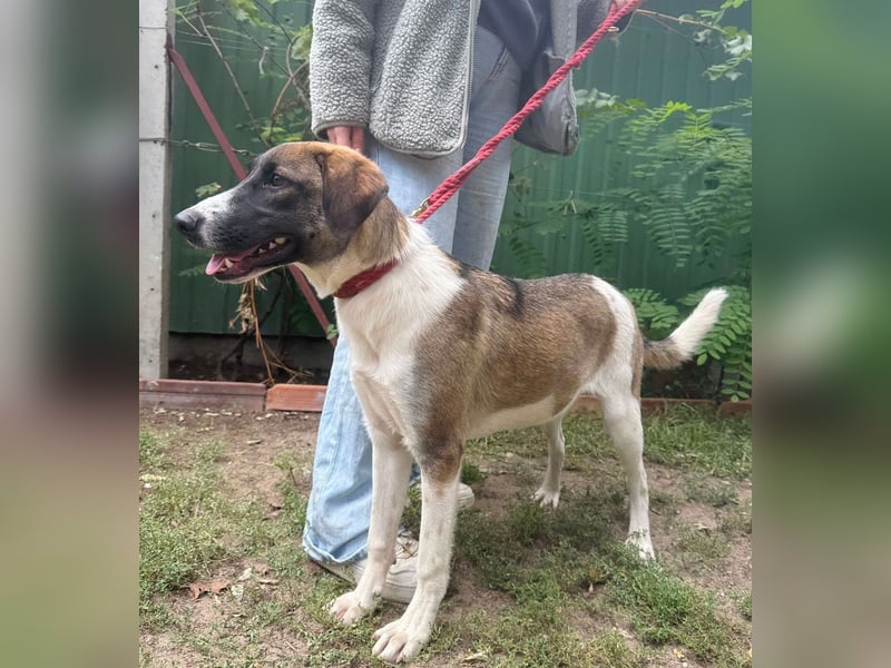 Hezöl -Liebe Junghündin sucht ihre Menschen