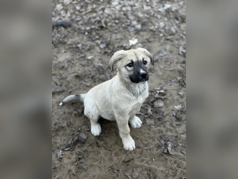 Nala - Ein kleiner Sonnenschein sucht Geborgenheit
