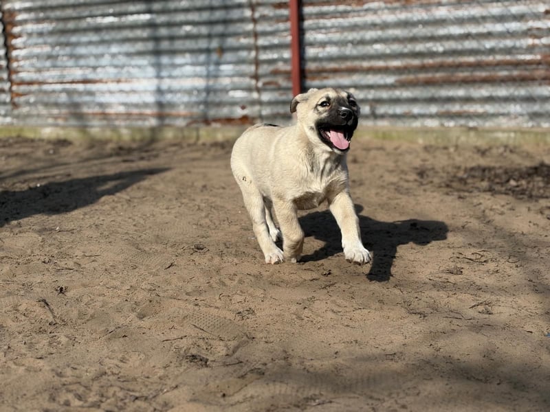 Nala - Ein kleiner Sonnenschein sucht Geborgenheit