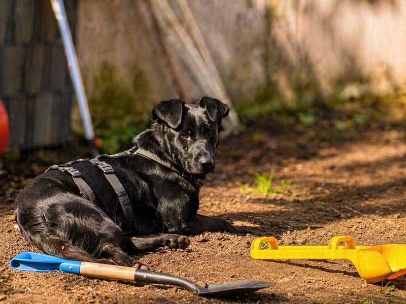 Rosi - wunderschöne Labradormix Hündin, 3 Jahre alt