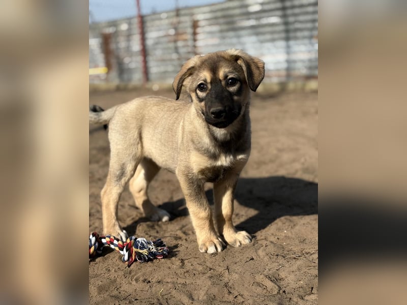 Nalani - Verspieltes Hundemädchen auf Familiensuche