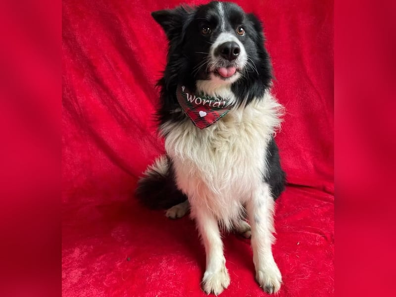 Thiago - Lieber Rüde möchte endlich ankommen!