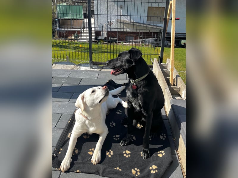 Ouzo - ausgeglichener Rüde sucht einfühlsames Zuhause