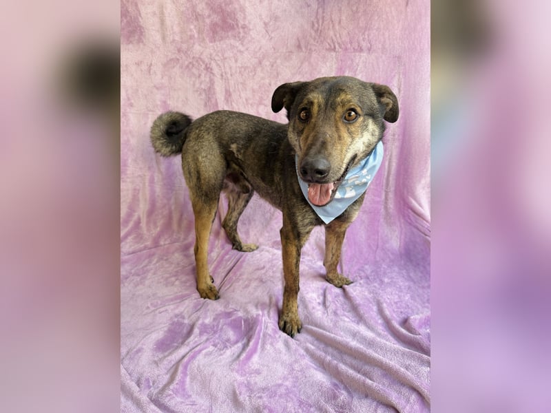 Camping - Sportlicher, verschmuster Begleiter sucht aktives Zuhause