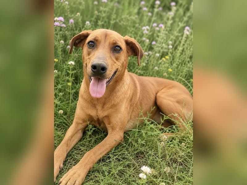 Trixie - Treue Hundeseele sucht ihre zweite Chance