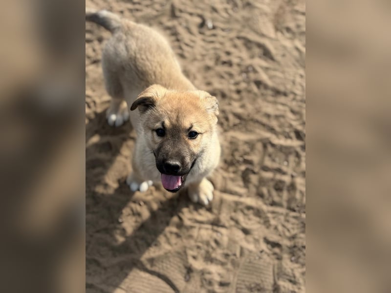 Nash - verspielter Welpe sucht liebevolle Menschen