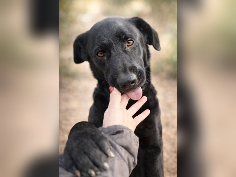 Rosi - wunderschöne Labradormix Hündin, 3 Jahre alt