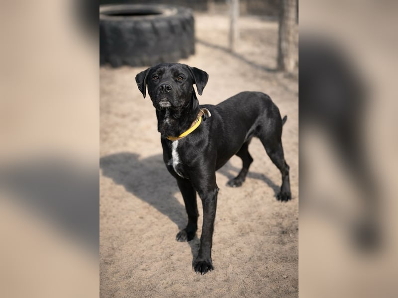 Nox (Horac) - Sanfter Vierbeiner sucht liebevolles Zuhause