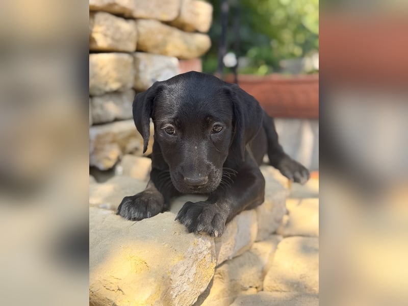 Jade - Fröhliche kleine Welpin sucht ihr Für-immer-Zuhause!