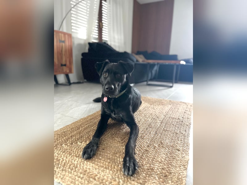 Ouzo - ausgeglichener Rüde sucht einfühlsames Zuhause