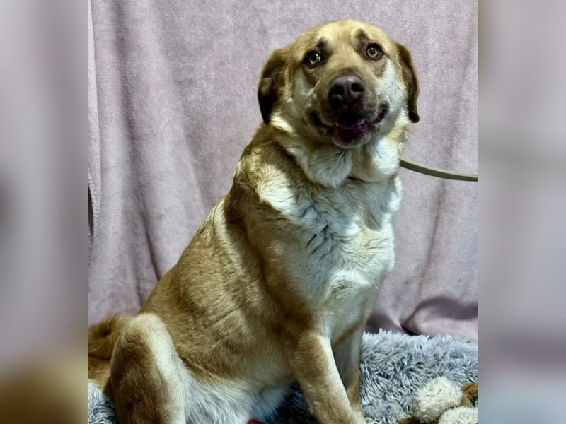 Dojo -Treuer Wegbegleiter auf vier Pfoten