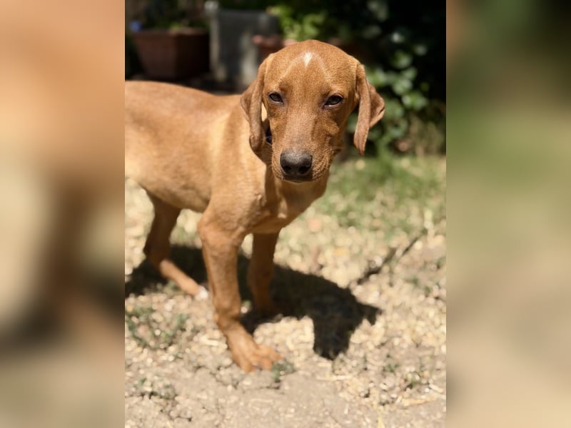 Remi (Remig) Ein fröhlicher Sonnenschein sucht seine Herzensmenschen