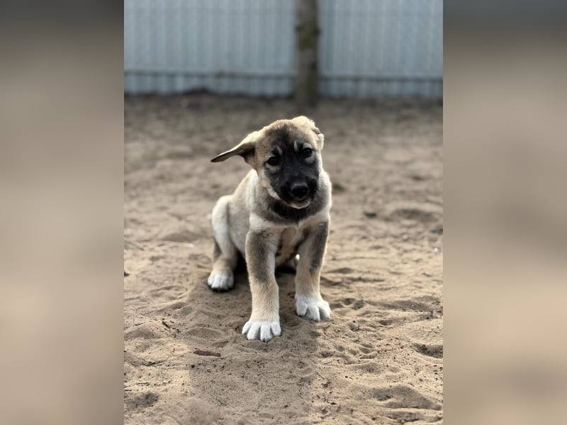 Nacho - Verspielter Welpenjunge möchte die Welt entdecken