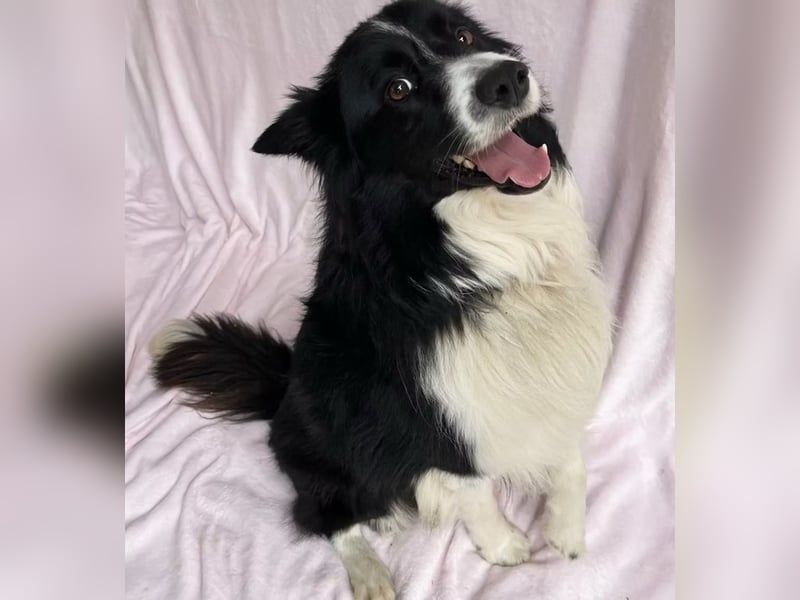 Thiago - Lieber Rüde möchte endlich ankommen!