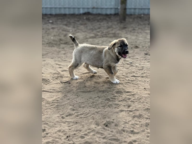 Nacho - Verspielter Welpenjunge möchte die Welt entdecken