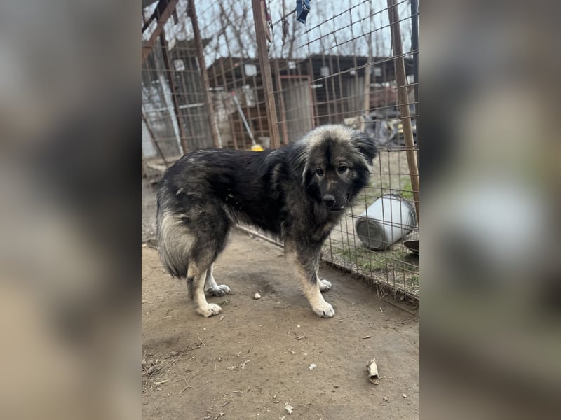 Naya - Süße Herdenschutzhündin sucht erfahrene Menschen