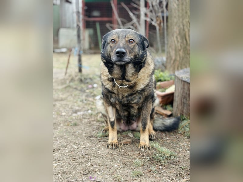 Szimka - Zweier-Hunde-WG auf der Suche nach ihrer Familie!