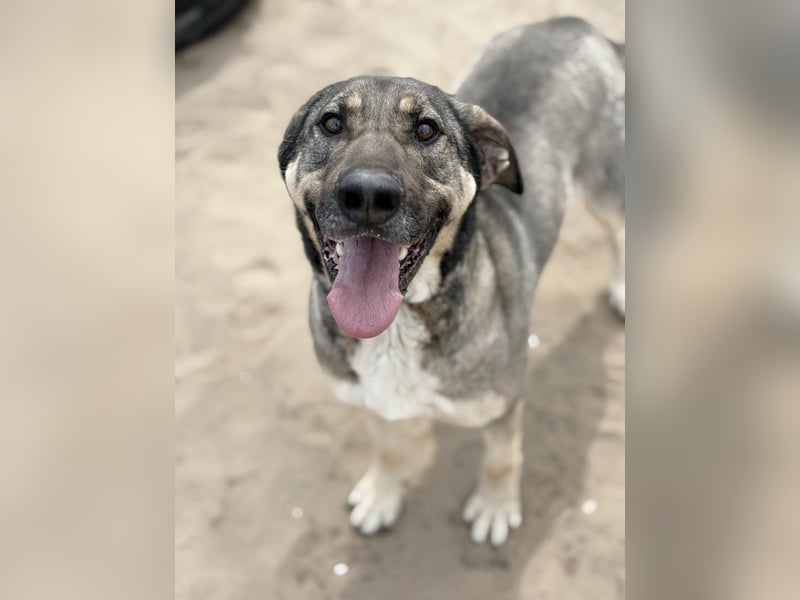 Simon (Strolch) Lebensfroher Herzenshund sucht seine zweite Chance