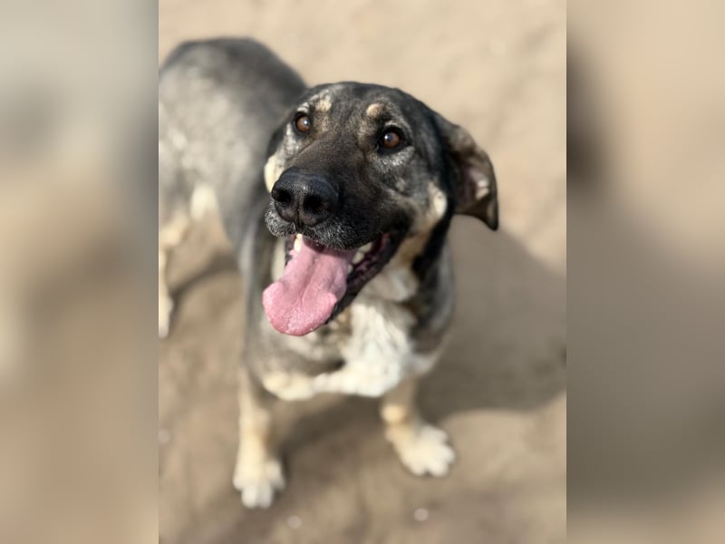 Simon (Strolch) Lebensfroher Herzenshund sucht seine zweite Chance