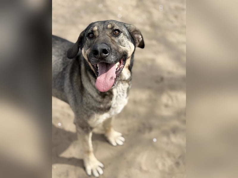 Simon (Strolch) Lebensfroher Herzenshund sucht seine zweite Chance