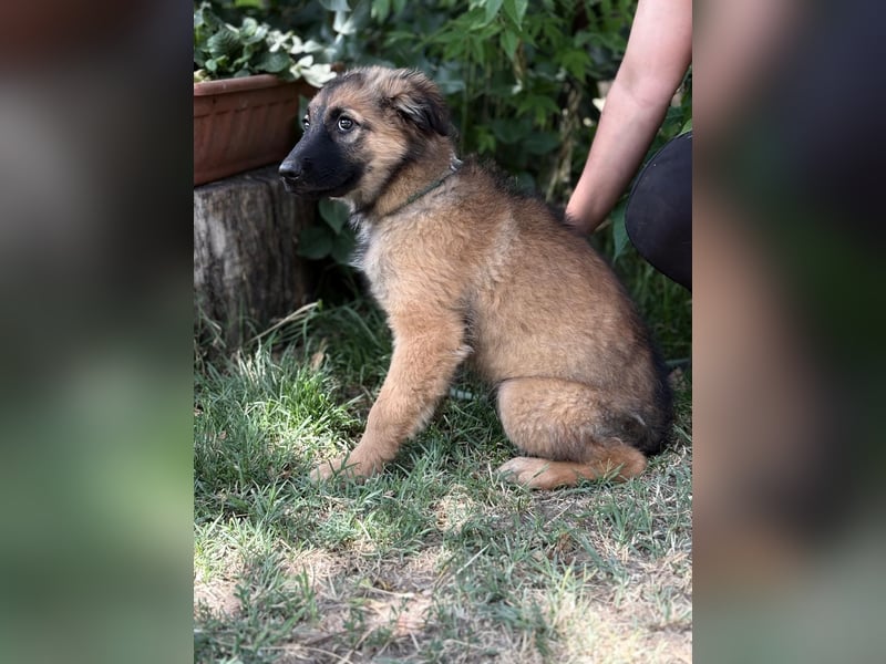 Mavis - Vorsichtige Maus sucht Menschen, die ihr Vertrauen wachsen lassen