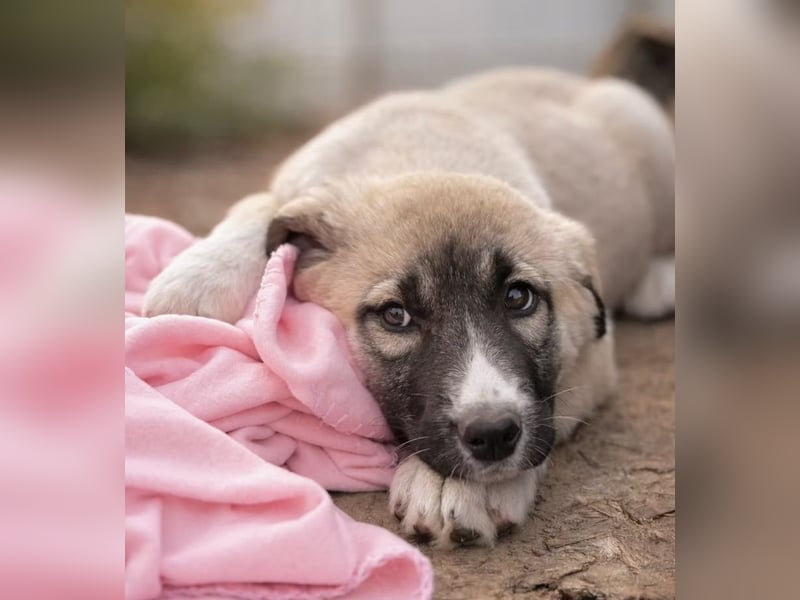 Nils - Herzenshund wartet auf sein Ticket ins Glück