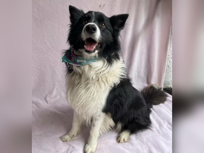 Thiago - Lieber Rüde möchte endlich ankommen!