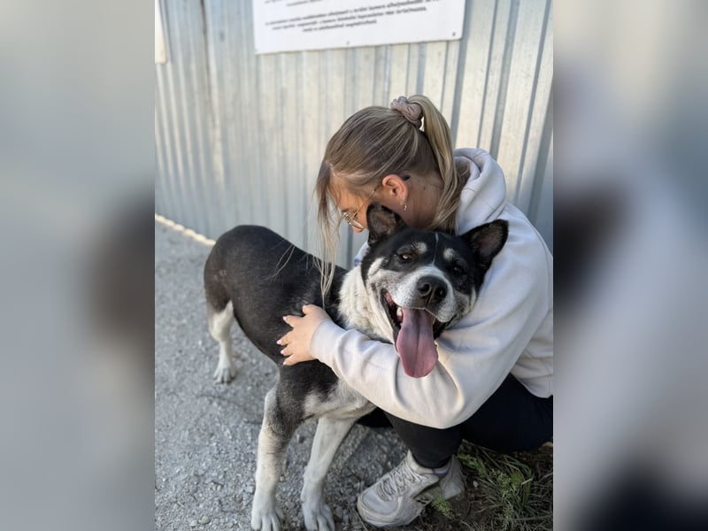 Mizso Kämpferherz mit ganz viel Liebe