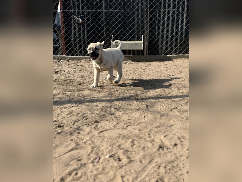 Nala - Ein kleiner Sonnenschein sucht Geborgenheit