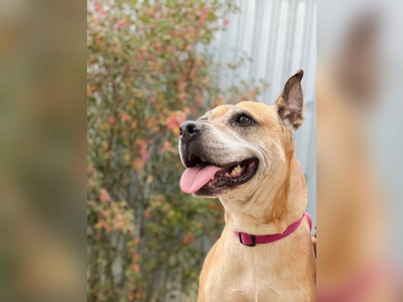 Godiva - Liebevolle Seniorin wartet auf ihr Happy-End