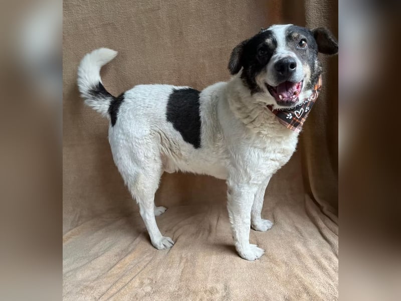 Kaspian - Sanfter Senior sucht liebevolles Zuhause zum Ankommen