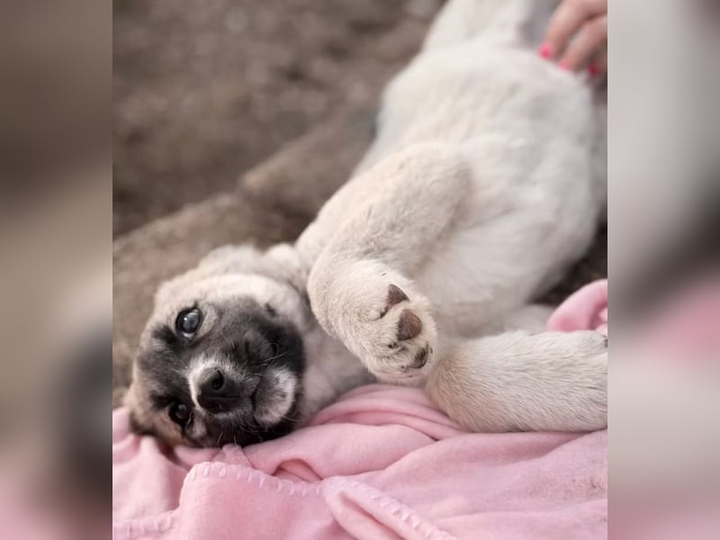 Nils - Herzenshund wartet auf sein Ticket ins Glück