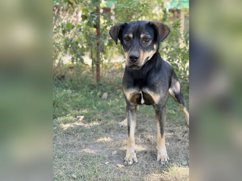 Lemmi - Hübscher Rüde sucht aktive Menschen!