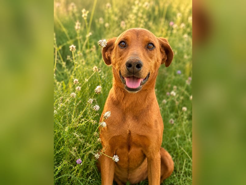 Trixie - Treue Hundeseele sucht ihre zweite Chance