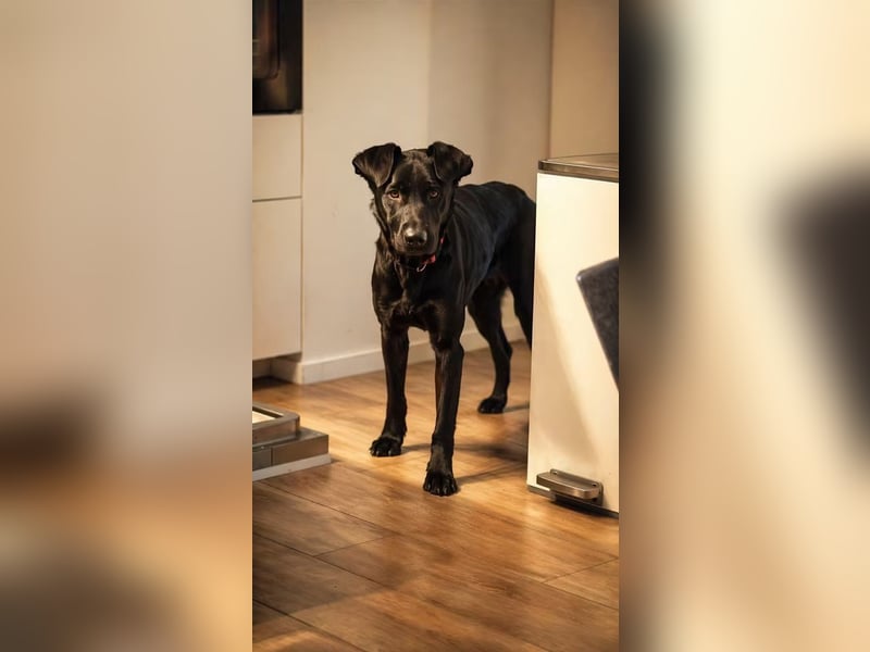 Rosi - wunderschöne Labradormix Hündin, 3 Jahre alt