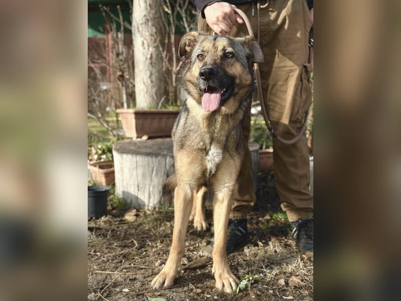 Kara - wunderschöne Schäfermix Hündin sucht eine Familie *in Ulm*