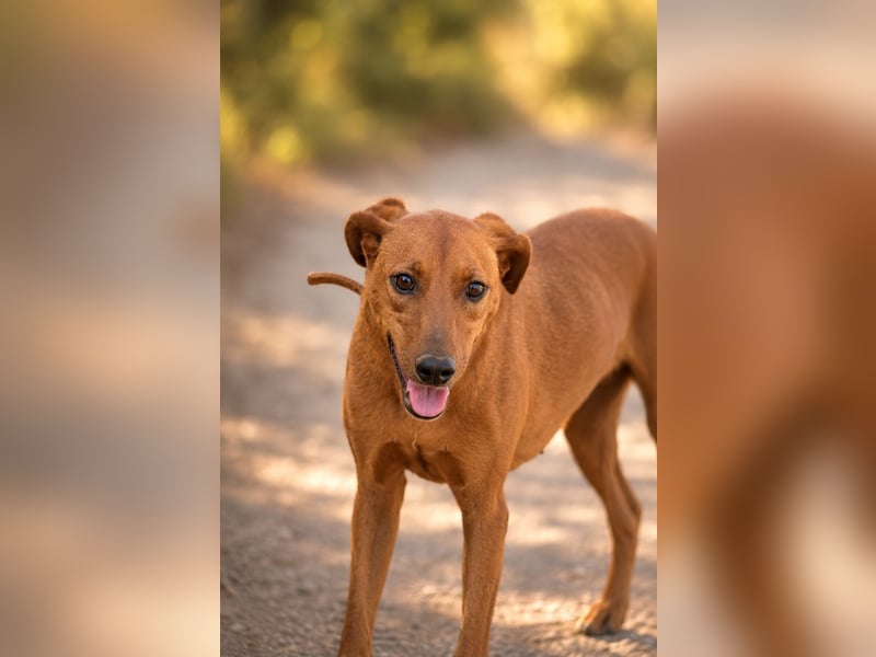 Trixie - Treue Hundeseele sucht ihre zweite Chance