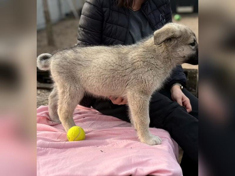Nico - Kleiner Entdecker sucht sein Für-immer-Zuhause