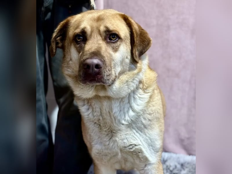 Dojo -Treuer Wegbegleiter auf vier Pfoten