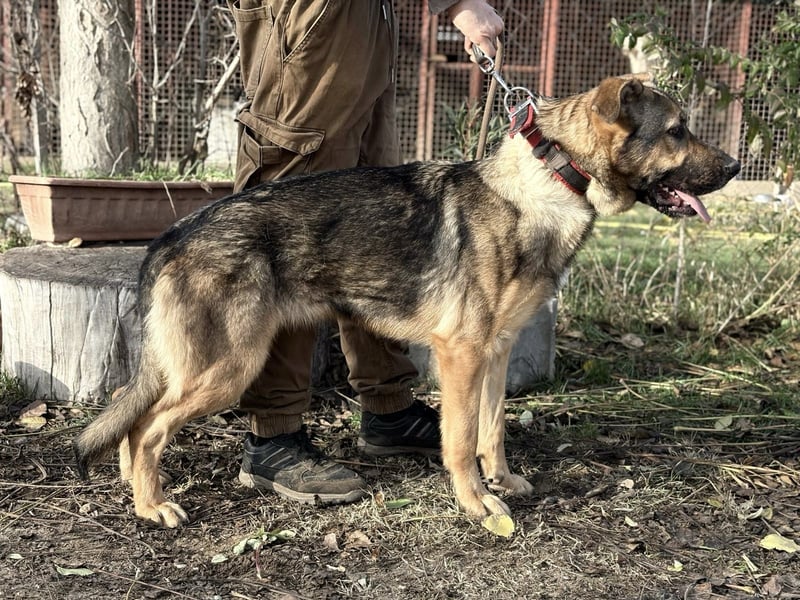 Kara - wunderschöne Schäfermix Hündin sucht eine Familie *in Ulm*