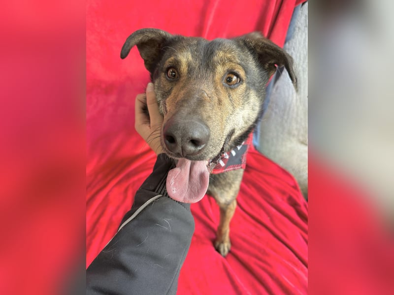 Camping - Sportlicher, verschmuster Begleiter sucht aktives Zuhause