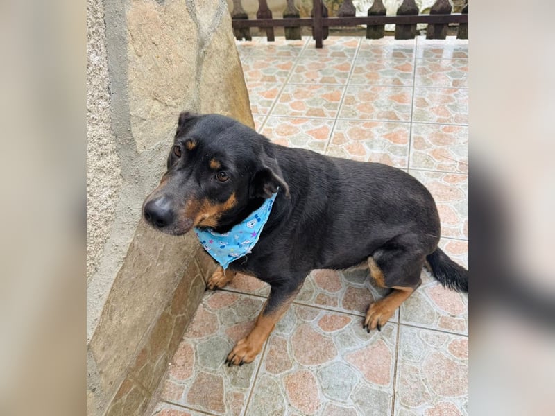 Killy -Sanfte Seele möchte endlich ankommen!