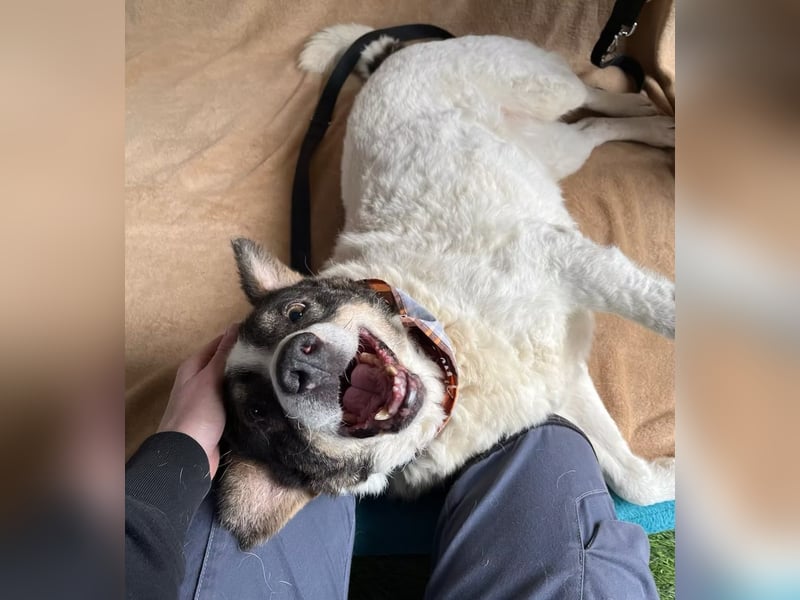 Kaspian - Sanfter Senior sucht liebevolles Zuhause zum Ankommen