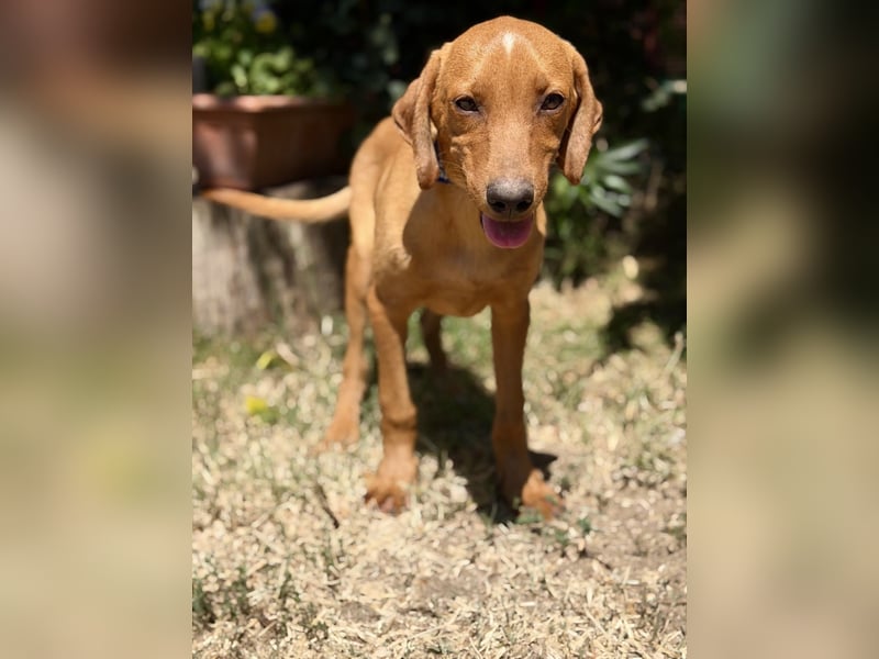 Remi (Remig) Ein fröhlicher Sonnenschein sucht seine Herzensmenschen