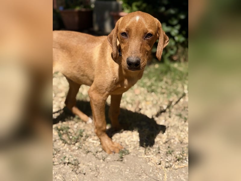 Remi (Remig) Ein fröhlicher Sonnenschein sucht seine Herzensmenschen